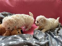 Sula i Lilo - 6 tygodni